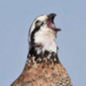 Meet your Posher, Ivey